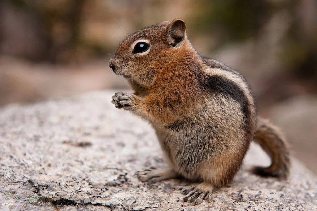 ardilla coreana | Cuidar de tu mascota es facilisimo. ardilla coreana | Cuidar de tu mascota es facilisimo.