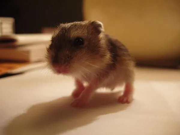 Ardilla o Hamster Ruso: Reproducción, gestación y parto