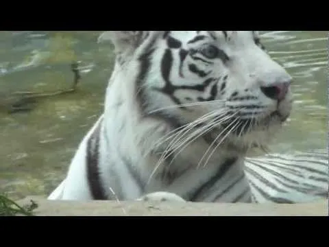 Argentina: nacen cuatro tigres de Bengala blancos - WorldNews