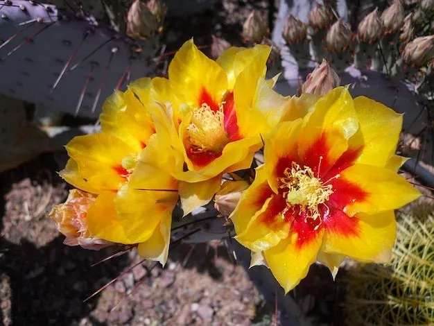 Arizona floración flor de cactus planta | Descargar Fotos gratis