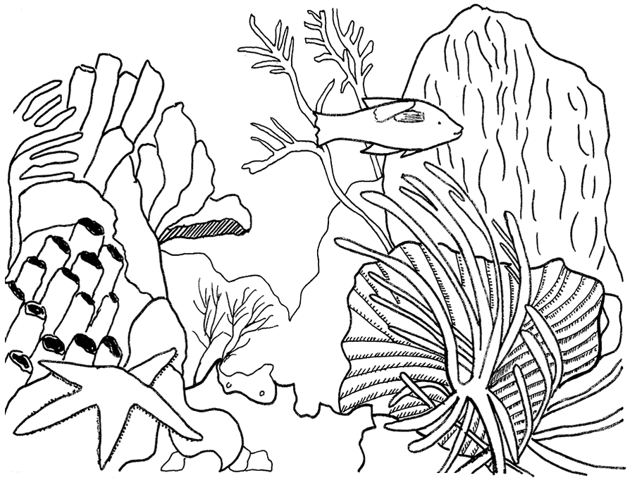 Arrecifes Colouring Pages