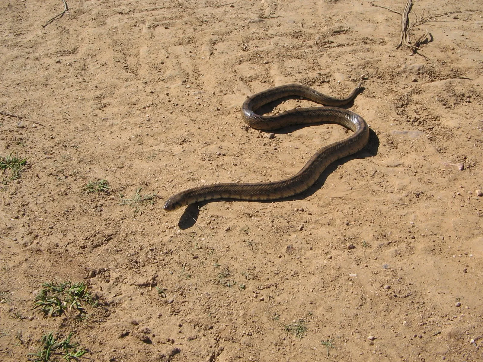 Arroba de los Montes: LAS CULEBRAS EN ARROBA DE LOS MONTES Arroba de los Montes: LAS CULEBRAS EN ARROBA DE LOS MONTES