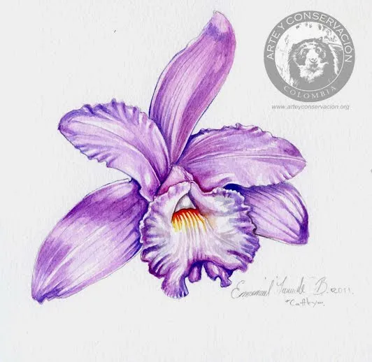 Arte y Conservación Journal: Orquídea
