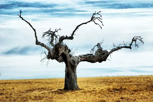 El arte de la estrategia: El engaño del árbol seco