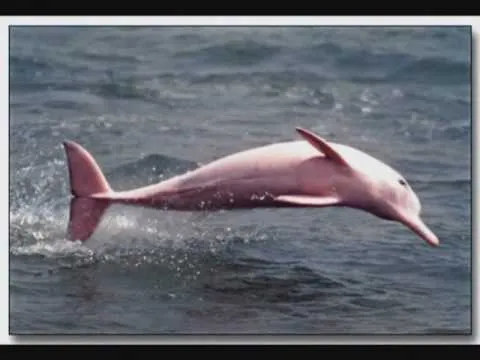 ARTE JAD - Proyecto colaborativo: Salvemos al delfin rosado - YouTube