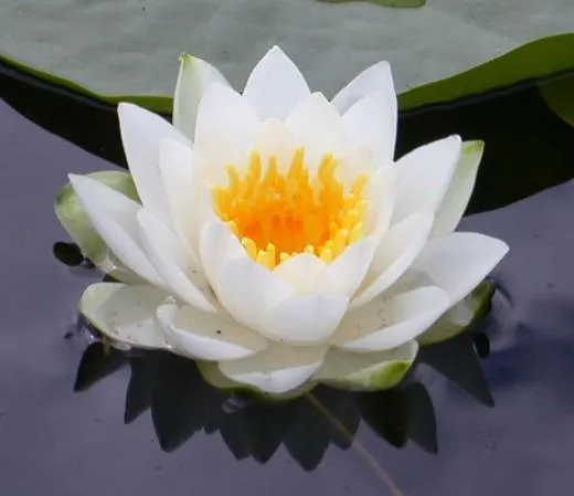 ARTE Y JARDINERÍA DISEÑO DE JARDINES: FLOR DE LOTO Y SUS ... ARTE Y JARDINERÍA DISEÑO DE JARDINES: FLOR DE LOTO Y SUS ...