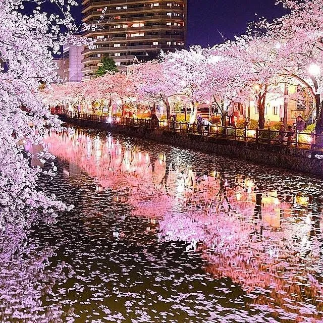 El arte de vivir con arte: Cerezos en flor, Tokyo Japón