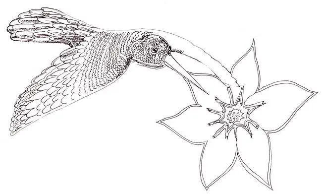 Dibujos faciles de colibries - Imagui