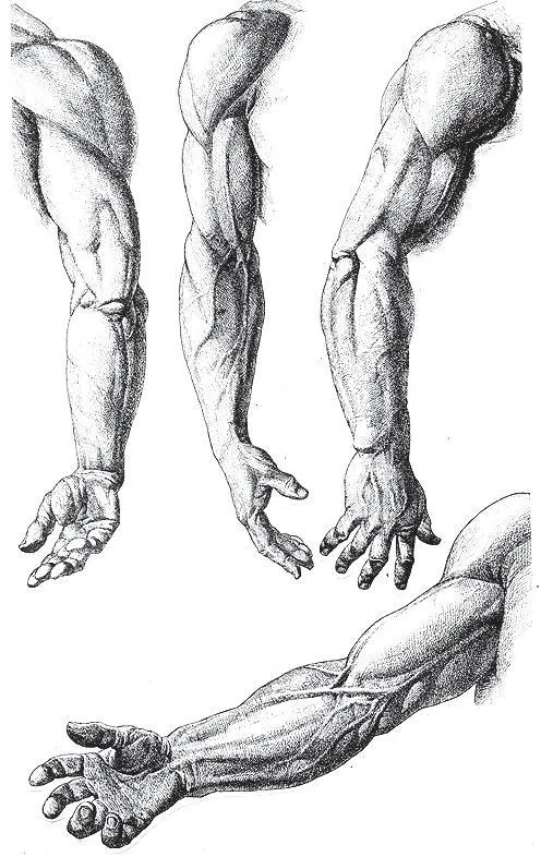 ArtesManualidades: Proporciones del las Extremidades ArtesManualidades: Proporciones del las Extremidades