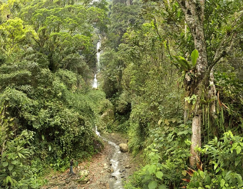 Artesur » Bosque humedo tropical