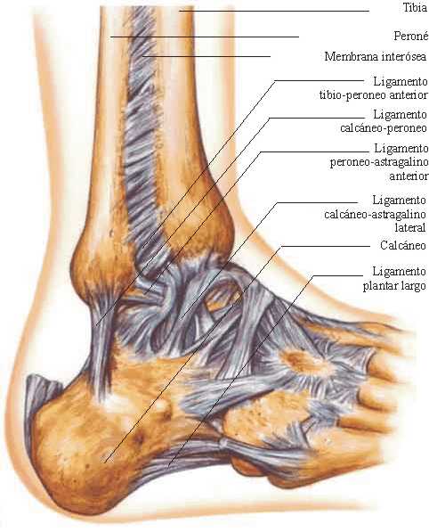 La Articulación del Tobillo | Anatomía
