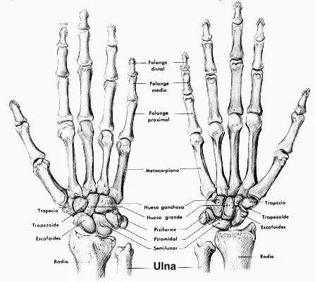 Las articulaciones del cuerpo humano | Decoracion de uñas