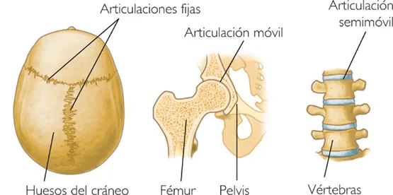 Las articulaciones semimóviles o anfiartrosis | El Cuerpo Humano