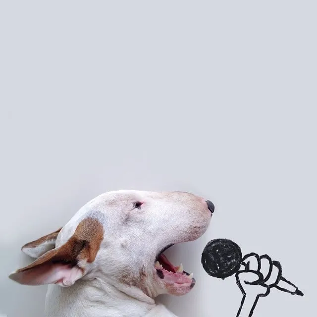 Artist Photographs His Adorable Bull Terrier Jimmy in Creative ...