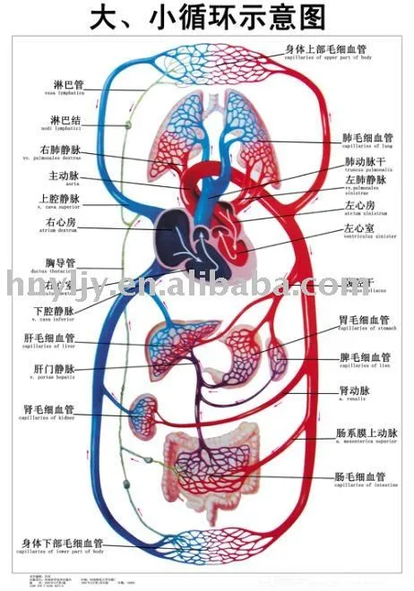 Artpaper gráfico mural médica -- esquema de dibujo de sistema ...