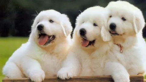 As 10 raças de cachorros mais fofos do mundo | Tudo sobre Cachorros