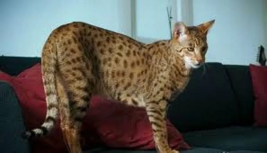 Ashera, el gato más grande y caro del mundo | Mascotas