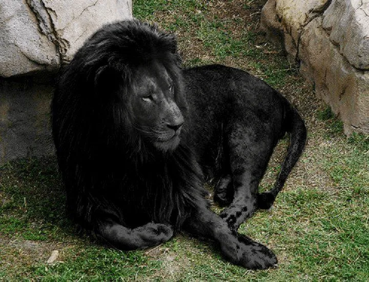 ASOMBROSO: Un león negro
