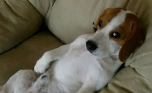 Astor: el beagle al que le gusta el cine