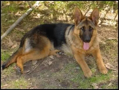 ATARAXIA AYUDA ANIMALES: URGENTE Ziro, Che y Kira* PASTOR ALEMÁN ... ATARAXIA AYUDA ANIMALES: URGENTE Ziro, Che y Kira* PASTOR ALEMÁN ...