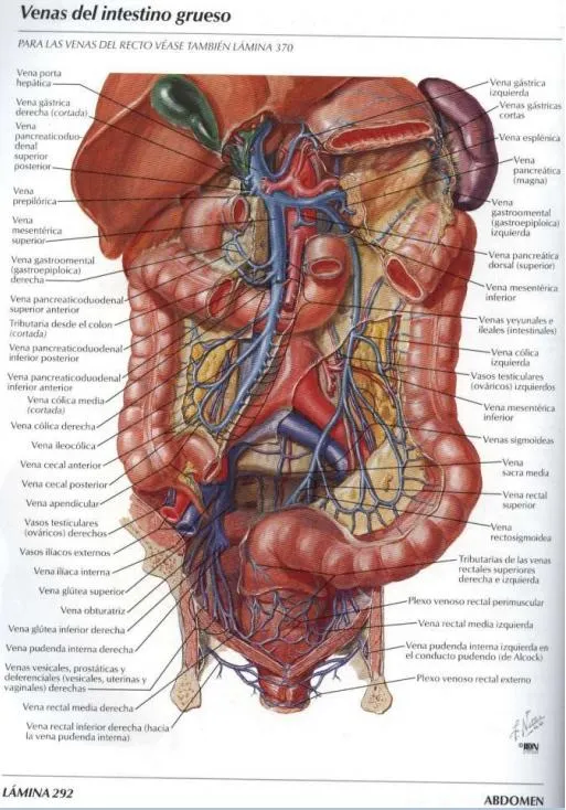 Atlas De Anatomia Humana 4º Edicion [Netter] [castellano] PDF ...