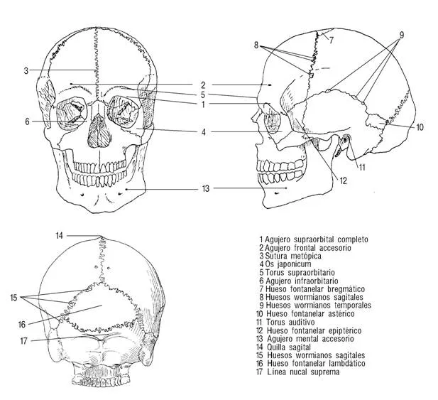 Atlas de osteología humana | Plusformación