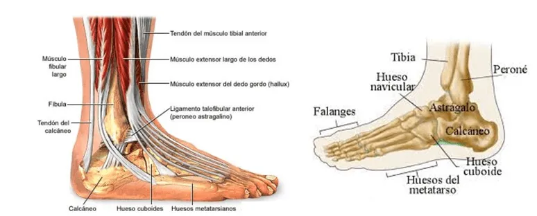 Atletismo para cuerdos: Ejercicios para potenciar el TOBILLO Atletismo para cuerdos: Ejercicios para potenciar el TOBILLO