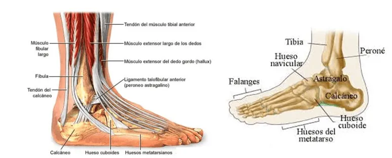 Atletismo para cuerdos: Ejercicios para potenciar el TOBILLO