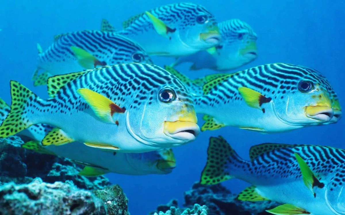 El aumento del CO2 en el mar transtorna el sistema nervioso de los ... El aumento del CO2 en el mar transtorna el sistema nervioso de los ...