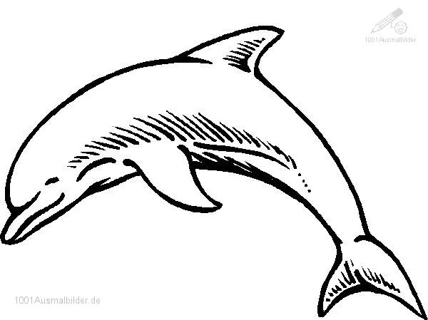 Delfin mandalas zum ausmalen - Imagui