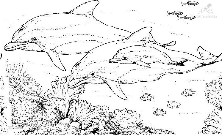 Delfin ausmalbilder - Imagui