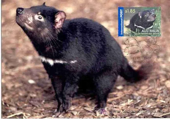 australia 2006.- tarjeta maxima fauna nativa au - Comprar Tarjetas ...