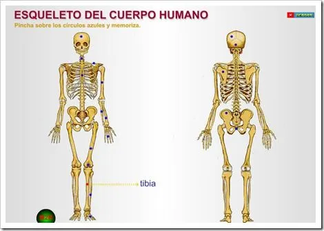 Autoevaluación. Esqueleto del cuerpo humano | JUGANDO Y APRENDIENDO
