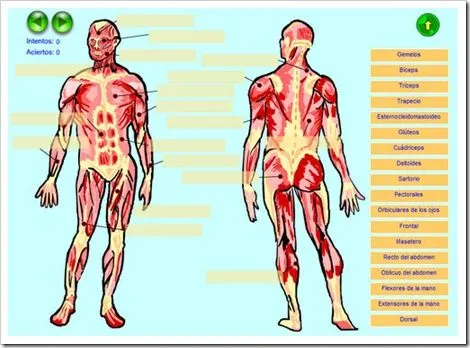 Autoevaluación 4. Sistema muscular | JUGANDO Y APRENDIENDO