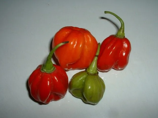 Auxilio!!!!!!Ayuda con planta de aji! - Foro de InfoJardín Auxilio!!!!!!Ayuda con planta de aji! - Foro de InfoJardín