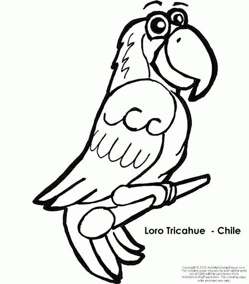 Aves chilenas colorear Cóndor, loro Ticahue y Cisne cuello negro ...