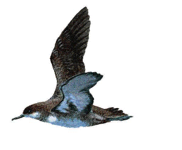 Aves en movimiento gif - Imagui
