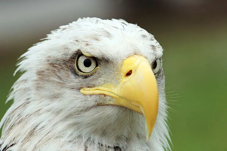 Las aves mas hermosas del mundo en HD,Nuevas Imágenes - Taringa! Las aves mas hermosas del mundo en HD,Nuevas Imágenes - Taringa!
