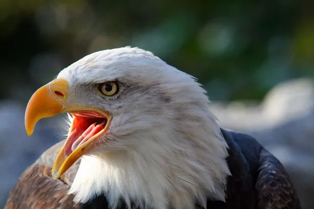 Aves en peligro de extinción: AGUILA CALVA AMERICANA Aves en peligro de extinción: AGUILA CALVA AMERICANA