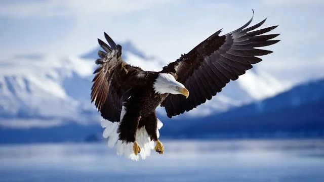 Aves en peligro de extinción: AGUILA CALVA AMERICANA Aves en peligro de extinción: AGUILA CALVA AMERICANA