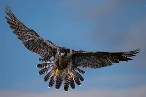 Las aves rapaces: Halcón peregrino y cernícalo vulgar: ¿Una ... Las aves rapaces: Halcón peregrino y cernícalo vulgar: ¿Una ...