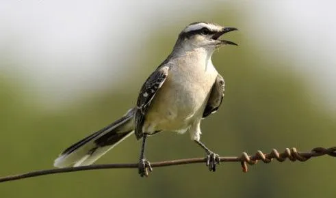 Las Aves que Viven en Chile: Las Aves que Mejor Cantan en Chile Las Aves que Viven en Chile: Las Aves que Mejor Cantan en Chile