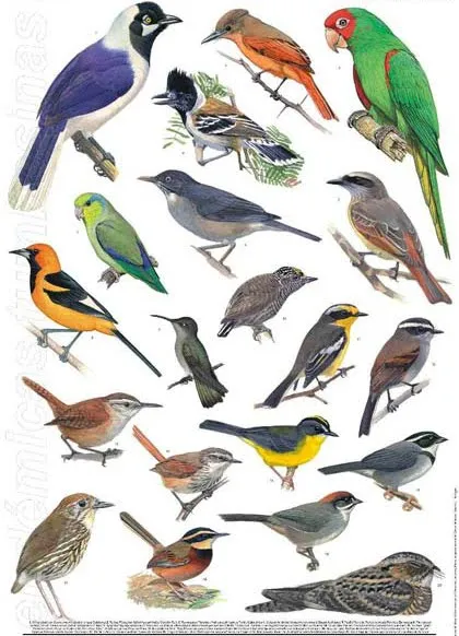 Las Aves que Viven en Chile: La Clasificación de las Aves Las Aves que Viven en Chile: La Clasificación de las Aves