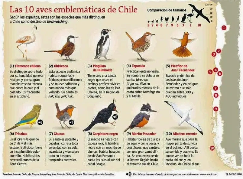 Las Aves que Viven en Chile: Los Nombres de las Aves que Viven en ...