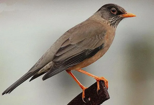 Las Aves que Viven en Chile: El Zorzal o Huilque en Chile y Argentina Las Aves que Viven en Chile: El Zorzal o Huilque en Chile y Argentina