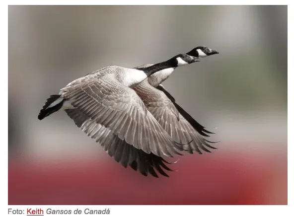 Las aves en vuelo: las más bellas imágenes de aves volando ...