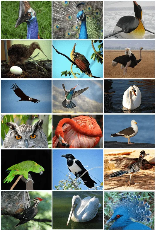 Aves - Wikipedia, la enciclopedia libre