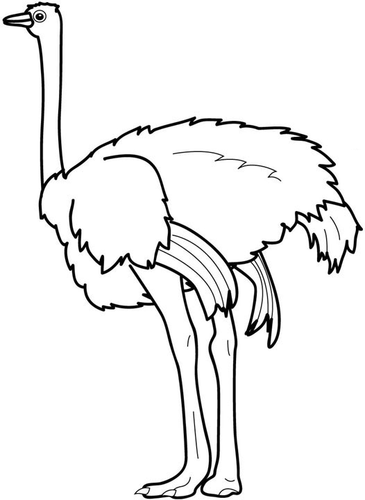 Avestruz para colorear | Dibujos infantiles, imagenes cristianas Avestruz para colorear | Dibujos infantiles, imagenes cristianas