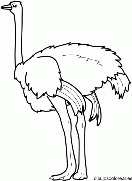 Dibujo de la avestruz para pintar - Imagui