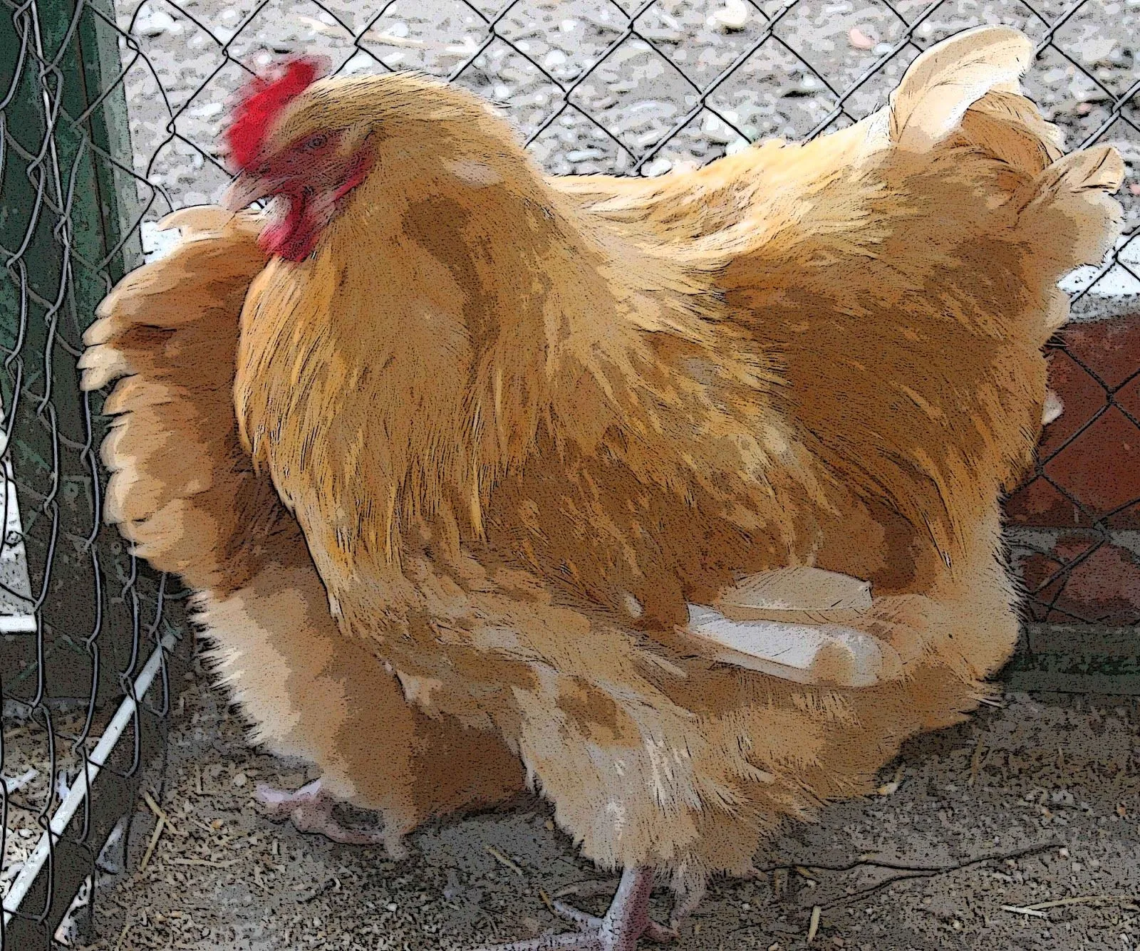 AVIARI CAN BOSCH DE SANT GREGORI: Razas de Gallinas Grandes AVIARI CAN BOSCH DE SANT GREGORI: Razas de Gallinas Grandes